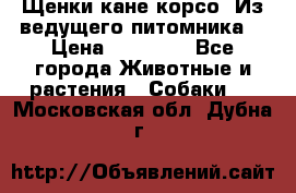 Щенки кане корсо! Из ведущего питомника! › Цена ­ 60 000 - Все города Животные и растения » Собаки   . Московская обл.,Дубна г.